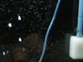 Jack dempsey cichlid fry