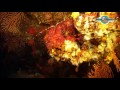 Immersioni nel Canale di Sicilia Parte 1