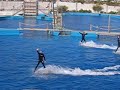 Valencia Dolphins
