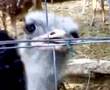 ostritch