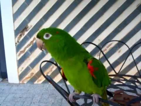 Maritacas - Maritaca com sérios problemas de saúde, inclusive a gripe do frango.
