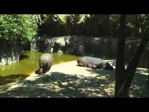 raw - http://smarturl.it/AssociatedPress Mexico City's Chapultepec Zoo debuted its new baby hippopotamus, the first for the zoo in 16 years. (March 6) The Associat...