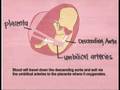 The Wonders of Fetal Circulation