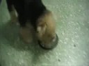 Cute dog doing 3 Roll Over