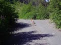 Black Bear Chasing A Blacktailed Doe and Fawn Black Bear Chasing A Blacktailed Doe and Fawn