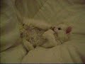 Котенок кусает свою ногу part 3