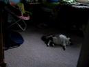Killer Cat