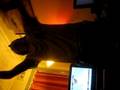 videos de scotty dancing