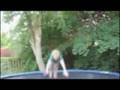 back garden flips