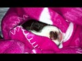 Daisy sleeping - YouTube