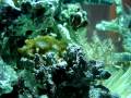 videos de 12 gallon Nano cube