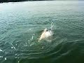 Swimming Puppy Dog Fetches A Bottle Swimming Puppy Dog Fetches A Bottle