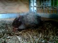 Rufus eating a tomato