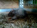 Rufus eating a tomato