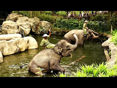 elephant - Funny video about elephants in the zoo of Singapore. This free video was created for you by http://epsos.de and can be used for free under the creative commo...