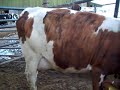 Swedish Red Orraryd 91433 daughter