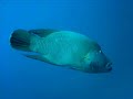Undersea life in the Maldivean Sea