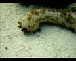 Undersea life in the Maldivean Sea