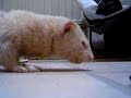 training a ferret to give a paw 2