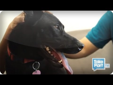 dog fight