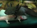 Axolotl - feeding Axolotl - feeding