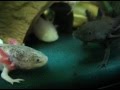 Axolotl - feeding