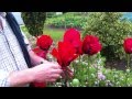 Oriental Poppy 'Beauty of Livermere'