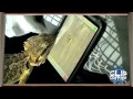Gaming Bearded Dragon!