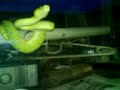 Sorong GTP eat mouse Sorong GTP eat mouse