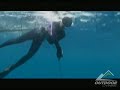 Speargun hunting a GIANT yellowfin tuna Speargun hunting a GIANT yellowfin tuna