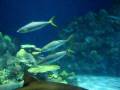 videos de Sharks at Denver Downtown Aquarium By Pratyush Kotturu