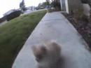 cute dog