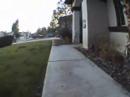 cute dog