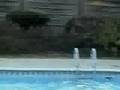 We all end up in the Freeeezing pool We all end up in the Freeeezing pool