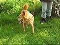 les chiens a adopter d'urgence !