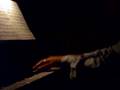 clip video Compilation Jazz Fats Waller : Jimmy's Blues
