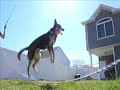 DOUBLE DUTCH DOG BLOWS YOUR MIND