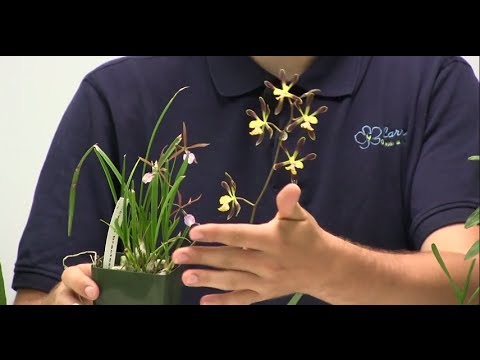 how to grow epidendrum orchids