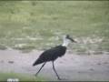 videos de Woolly-necked Stork at Nkorho