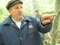 videos de Misurare un albero