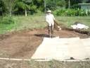 videos de NaTuYalezA's first bed and sheet mulching! Part 1