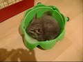 Chinchilla dust bath Chinchilla dust bath