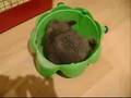 Chinchilla dust bath