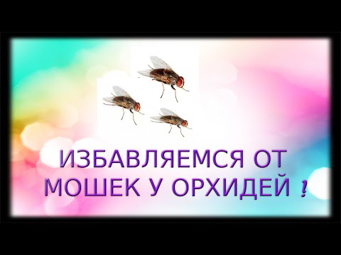 Как избавиться от мошек в орхидеях в домашних условиях Как избавиться от мошек в орхидеях в домашних условиях