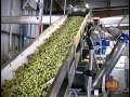 Bari Olive Oil Mill Operation
