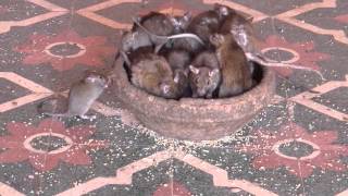 Khmer Others - karni mata temple - rat temple - deshnok,