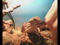 spike the bearded dragon feeding