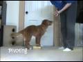 Vito the toller tricks at 5months