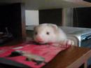 Ferret stealing stuff off desk
