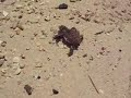 Enchanting El Nido episode 02 - hawksbill sea turtle